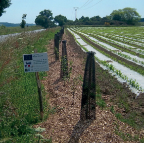 Vente de bois paillage 3 Une rangée de jeunes arbres, inscrite dans un paysage bocager, protégée par des grillages, borde un champ de cultures sous abri. Un panneau d'information et des logos se dressent près de la route, tandis que des lignes électriques courent en arrière-plan.