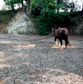 Vente de bois paillage 5 Un cheval brun sur une surface en terre s'éloigne de la caméra, entouré de verdure, d'arbres et de pâturages en arrière-plan.