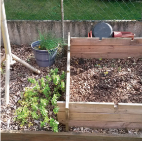 Vente de bois paillage 6 Un petit jardin avec un lit surélevé en bois, un pot noir de ciboulette, des plantes à feuilles vertes pleines d'énergie sur le sol et deux arrosoirs empilés contre une clôture grillagée.