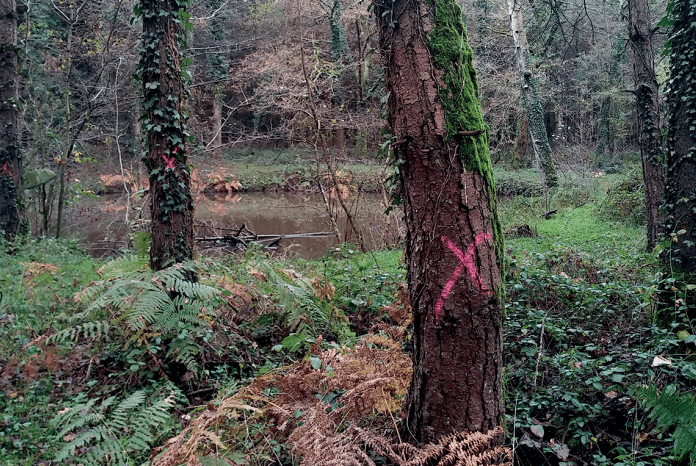 Gestion durable des petits massifs forestiers 2 Deux arbres d'un bocage arborent des marques roses en forme de X peintes à la bombe sur leurs troncs. Des fougères et une végétation dense recouvrent le sol humide et envahi par la végétation, avec un étang visible en arrière-plan.