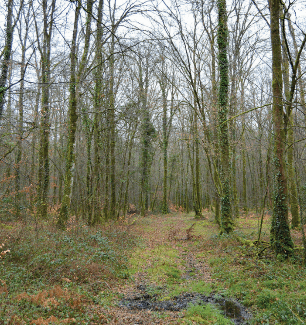 Gestion durable des petits massifs forestiers 4 Une scène forestière avec de grands arbres sans feuilles, des troncs couverts de mousse et un chemin étroit et boueux serpentant à travers le sous-bois du bocage et les feuilles brunes tombées qui forment un paillage naturel sur le sol.