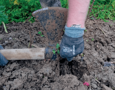 Paillage de haies et agroforesterie 3 Une personne portant des gants utilise une pelle pour creuser le sol dans un jardin ou un champ, avec des plantes vertes et des pailles visibles en arrière-plan.