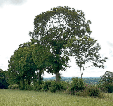 Paillage de haies et agroforesterie 6 Un groupe de grands arbres feuillus forme un bocage au bord d'un champ herbeux, avec un ciel nuageux et un paysage lointain visible en arrière-plan.
