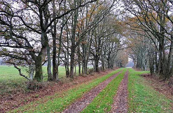 Collectif Bois Bocage 35 1 Un chemin de terre serpente à travers un bocage herbeux bordé de grands arbres aux feuilles d'automne clairsemées, créant une canopée naturelle au-dessus de la route. Le ciel couvert contribue à l'atmosphère paisible et sereine du lieu.
