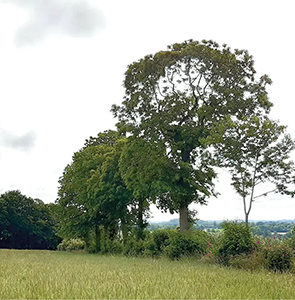 Collectif Bois Bocage 35 2 Un champ herbeux, parsemé de grands arbres et buissons verts à l'horizon, forme un bocage pittoresque, sous un ciel nuageux. Le paysage s'étend à perte de vue, mêlant espaces ouverts, végétation naturelle et charme forestier.