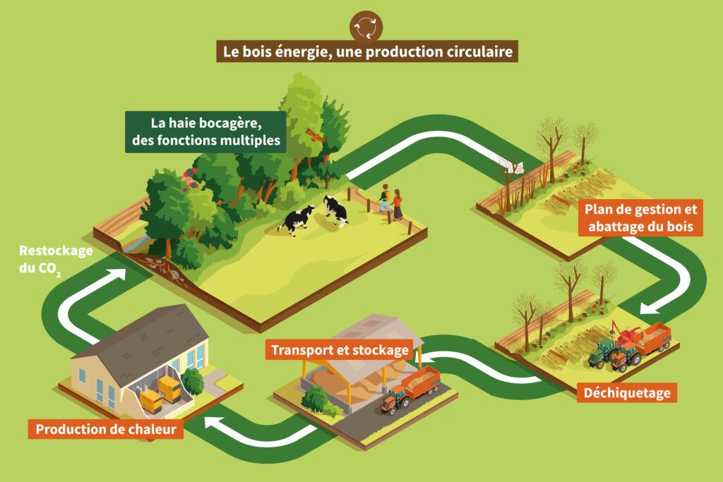 Vente de bois énergie 4 Illustration montrant le processus circulaire de production d'énergie du bois : gestion du bocage, récolte et broyage du bois, transport et stockage, production de chaleur et réapprovisionnement en CO₂, avec des flèches étiquetées reliant chaque étape.